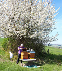 Unsere Bienen in der Kirschbl&uuml;te